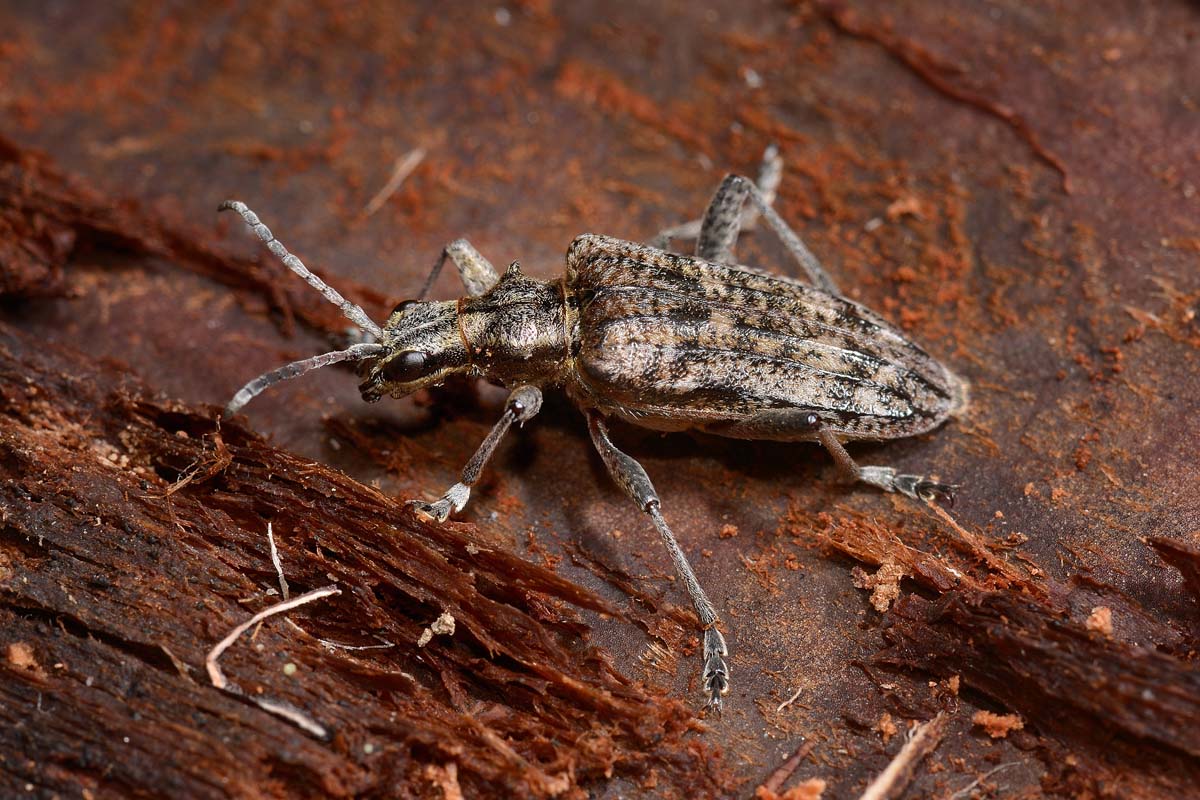 Cerambicidae: Rhagium inquisitor?  S, femmina